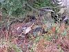 1937 Chrysler parts for sale-p3110004a.jpg